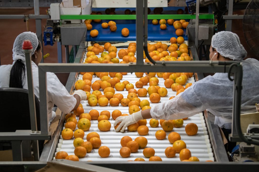 Factory workers sort oranges before delivery to stores