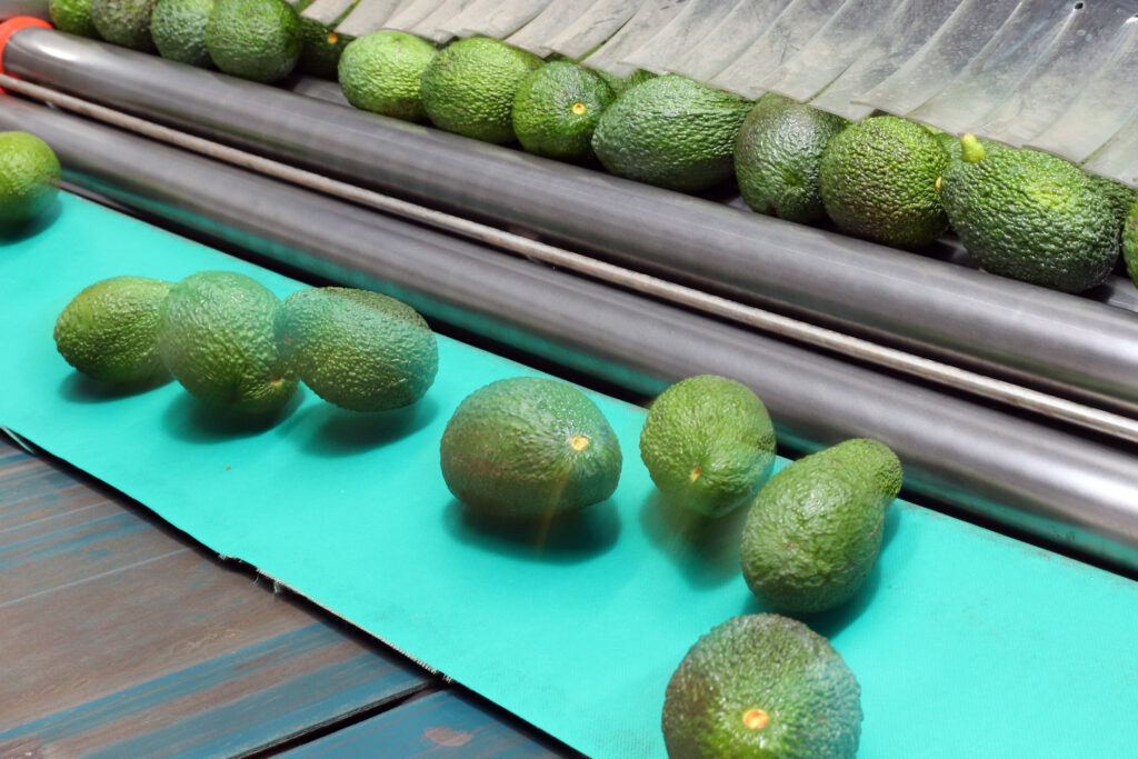 avocados move in a track in the factory of negev produce