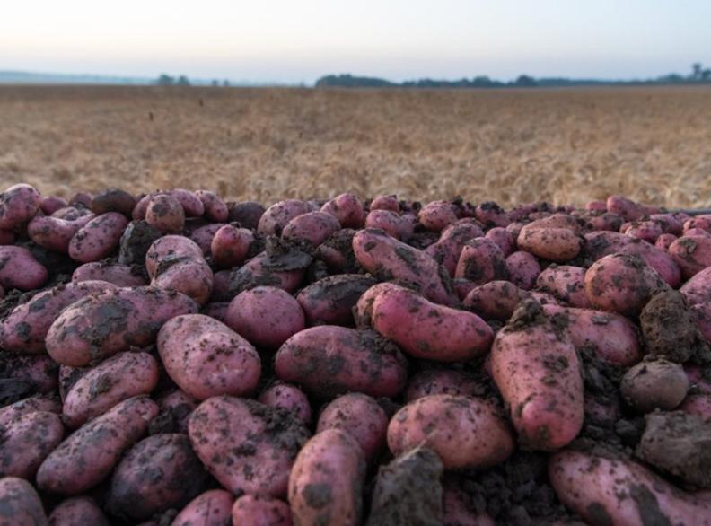 Red potatoes after picking