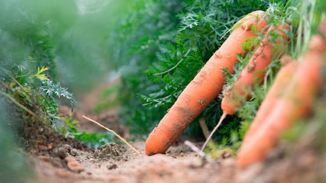 Carrot field by negev produce - a vegetable wholesaler